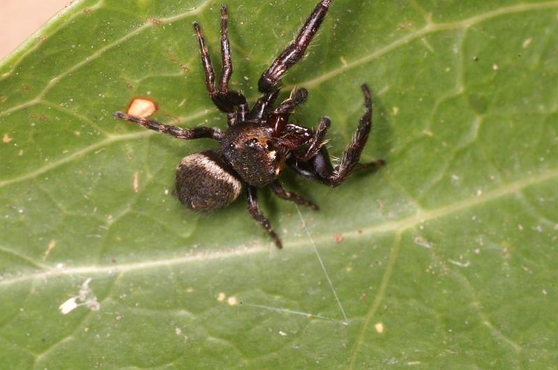 Euryattus_bleekeri_D7846_Z_88_North Stradbroke island_Australie.jpg